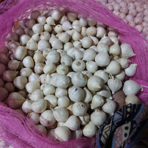 Jual BAWANG PUTIH TUNGGAL LANANG PUTIH 1KG Shopee Indonesia