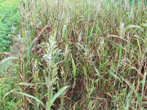 Sorghum Sudangrass Sorghum Bicolor × S Sudanense Download