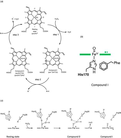 Peroxidase Cycle Of HRP A Schematic Representation Of The Three