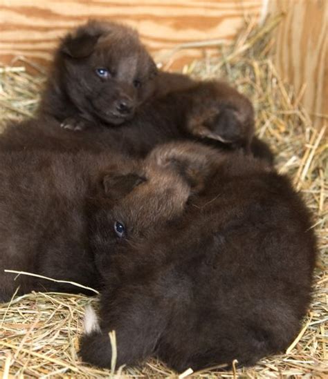 Four Maned Wolf Pups For The Smithsonian! - ZooBorns