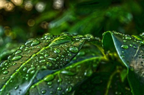 Kostenlose Foto Wasser Natur Wald Gras Ast Fallen Tau Pflanze