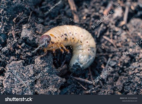 9,148 May beetle Images, Stock Photos & Vectors | Shutterstock