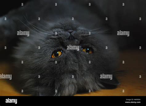 Lazy persian cat Stock Photo - Alamy