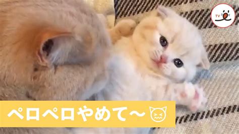 母猫の ペロペロ が止まらない！子猫の反応が かわいい 【 Pecotv 】 Youtube