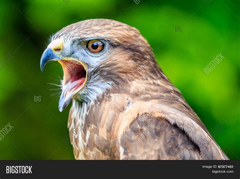 Falcon Beak Open Image & Photo (Free Trial) | Bigstock