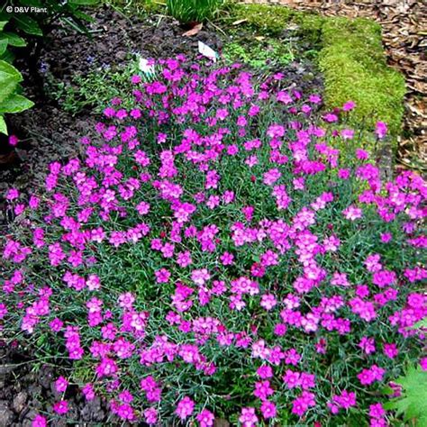 Dianthus Deltoides Illet Delta Ou Oeillet Couch Vivace Fleurs