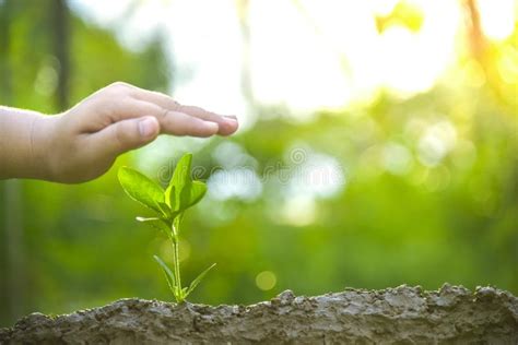 Plantando Rboles Amando El Ambiente Y Protegiendo La Naturaleza Que