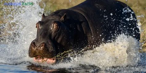 How Fast Can a Hippo Run | 4 Wondrous Facts