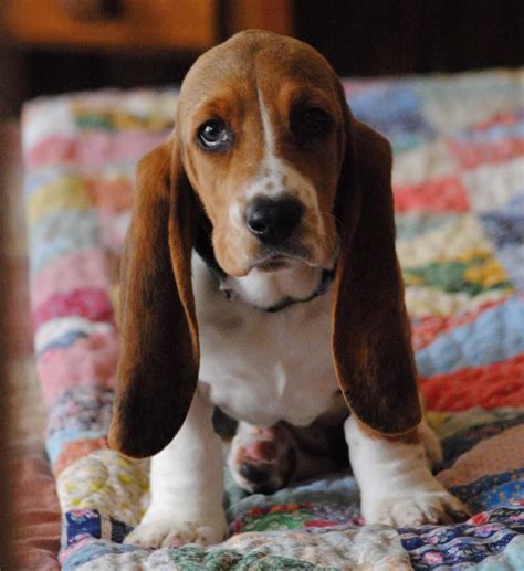 Pin By Kenneth Chanto On Basset Hounds Basset Hound Puppy Beagle