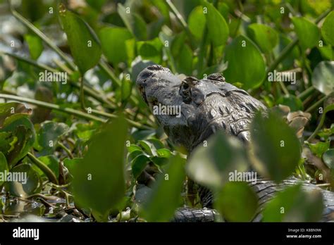 Brazilian Pantanal - Caiman Stock Photo - Alamy