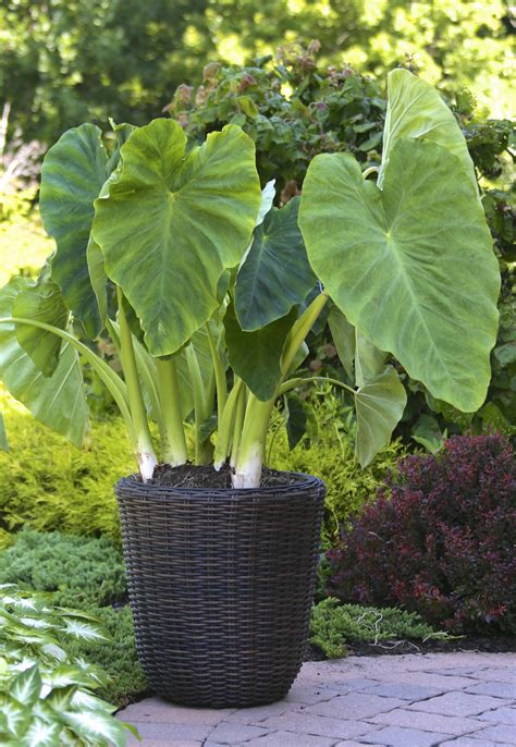 How To Make Elephant Ears Grow Bigger Guwrwe