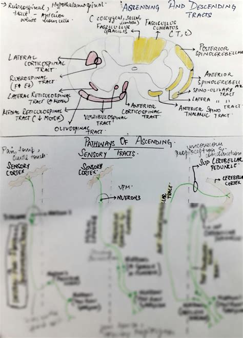 SOLUTION: Nueroanatomy of ascending and descending tracts and pathways - Studypool