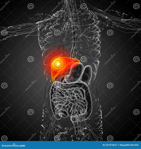 3d Render Medical Illustration Of The Liver Stock Illustration Illustration Of Medical