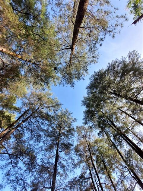 Clear Sky over Trees Crowns · Free Stock Photo