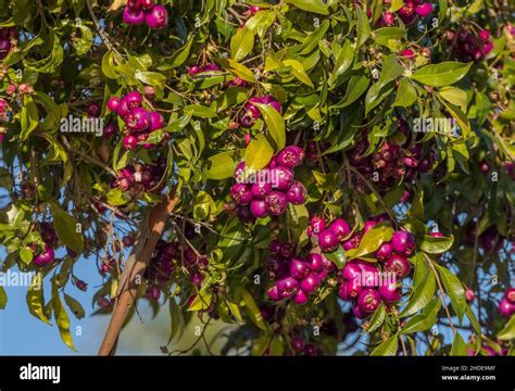 Fruits Of Lilly Pilly Tree Syzygium Smithii Stock Photo Alamy