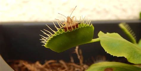 Venus Flytrap Flower Guide – Should I cut them off? – Venus Flytrap World