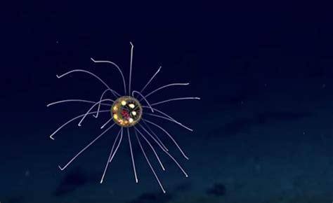 Deep Sea Researchers Spot A Mysterious Jellyfish Near The Mariana