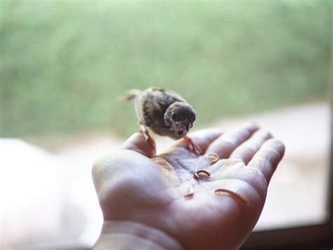 Feeding Mealworms To Birds (The Ultimate Guide)