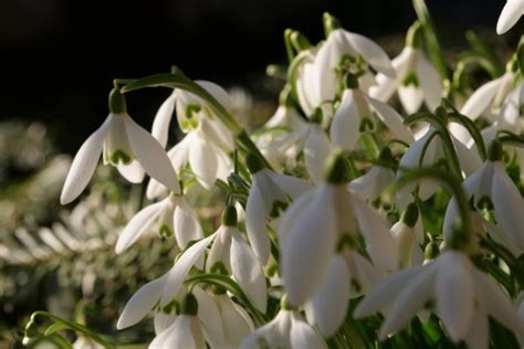 Different Types of Snowdrops (Varieties and Planting Tips) - Garden Lovers Club