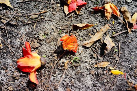 Red Silk Cotton Flower Tree Stock Photo - Image of bombax, florida ...