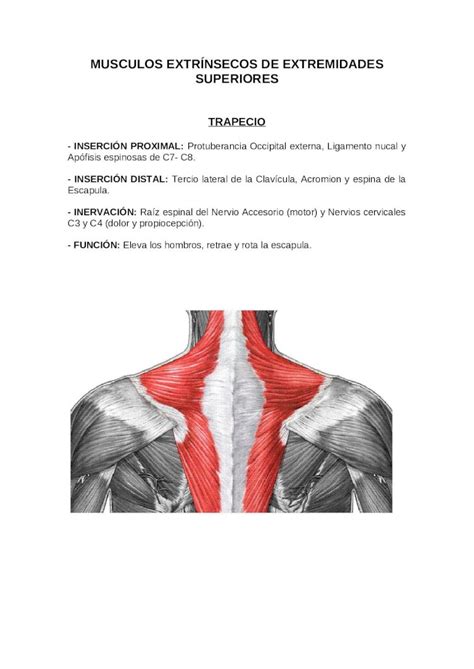 Doc Musculos Eess Dokumen Tips