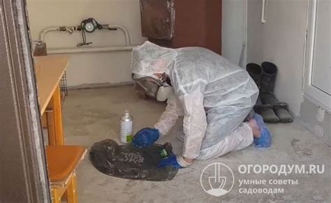 Как избавиться от короеда в деревянном доме: эффективные способы борьбы ...