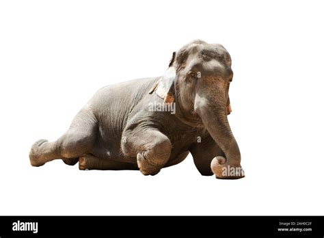 Elefante Concreto Ausgeschnittene Stockfotos Und Bilder Alamy