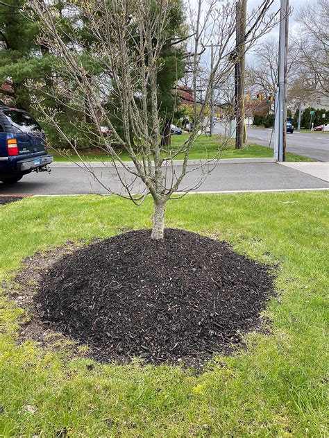 Mulch Volcanoes Hurt Trees Tree Topics