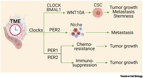 Circadian Regulation Of Cancer Cell And Tumor Microenvironment