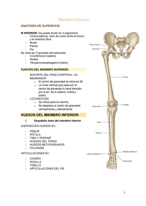 Ppt Anatomia Articulaciones Del Miembro Inferior Dokumen Tips Hot Sex