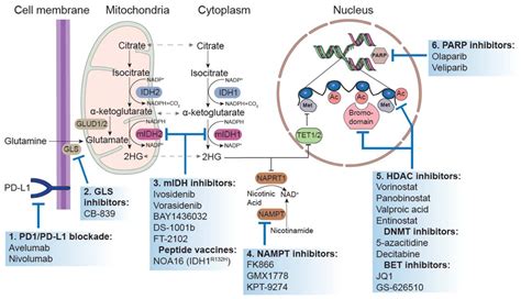 Cancers Free Full Text Precision Oncology In Lower Grade Gliomas