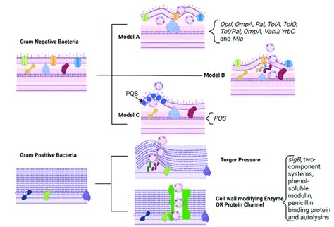 Biogenesis Of Evs From Both Gram Negative And Gram Positive Bacteria