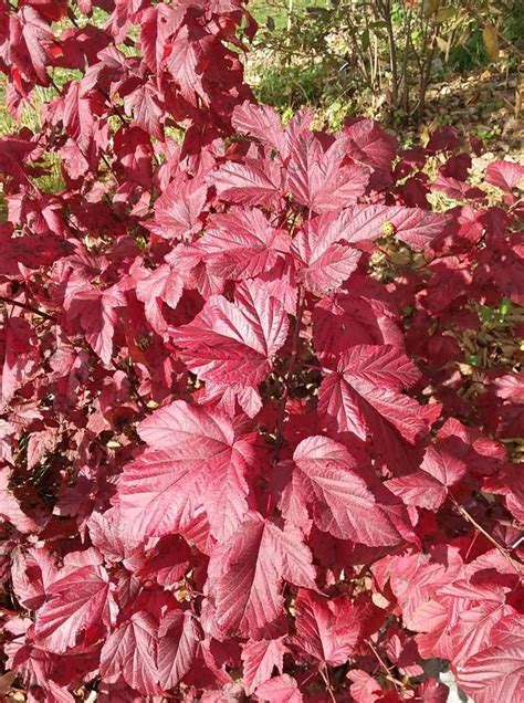 Intensifying Fall Color Of Lady In Red® Ninebark Physocarpus