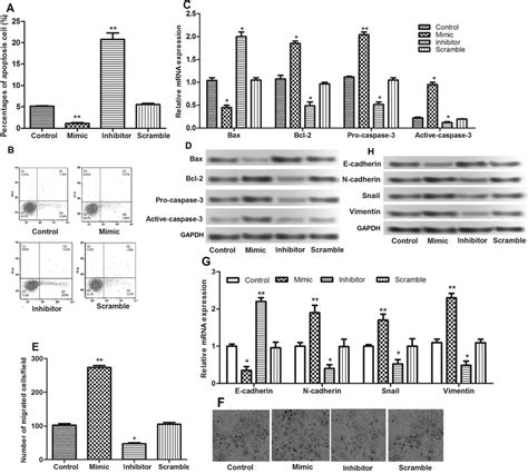 A B Apoptosis Assay After Cell Transfection C D The Relative