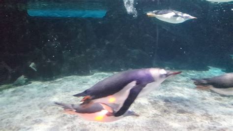 Penguins Swimming Sea Life Melbourne Aquarium Youtube