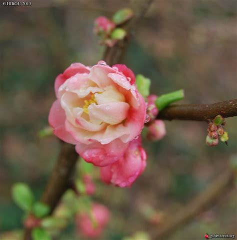 Chaenomeles Speciosa Falconnet Charlet Cartes De Cr Dit