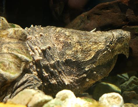 Alligator Snapping Turtle Tongue Lure They Lure Fish Into Their Mouth