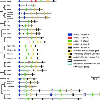 Genomic Structure Of The B Globin Gene Cluster In Laurasiatherian