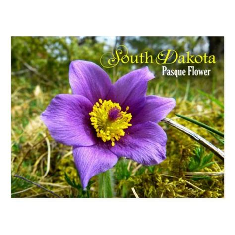 South Dakota State Flower Pasque Flower Postcard Zazzle South