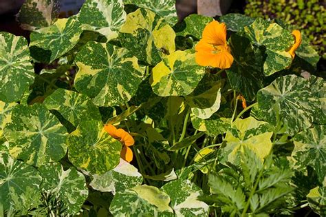 15 of the Best Nasturtium Varieties | Gardener’s Path