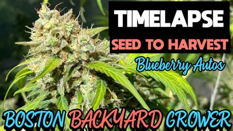 Timelapse Autoflower Cannabis Outdoor Grow Seed To Harvest Blueberry