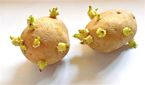 Keimende Kartoffeln Essen Oder Entsorgen