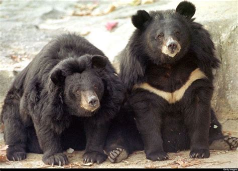 Endangered South Korean Manchurian Bear South Manchurian Bear