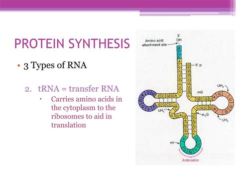 Ppt Protein Synthesis Powerpoint Presentation Free Download Id6077371