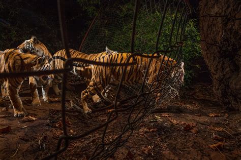 Eye on the Tiger: the world’s largest ever exhibition of tiger