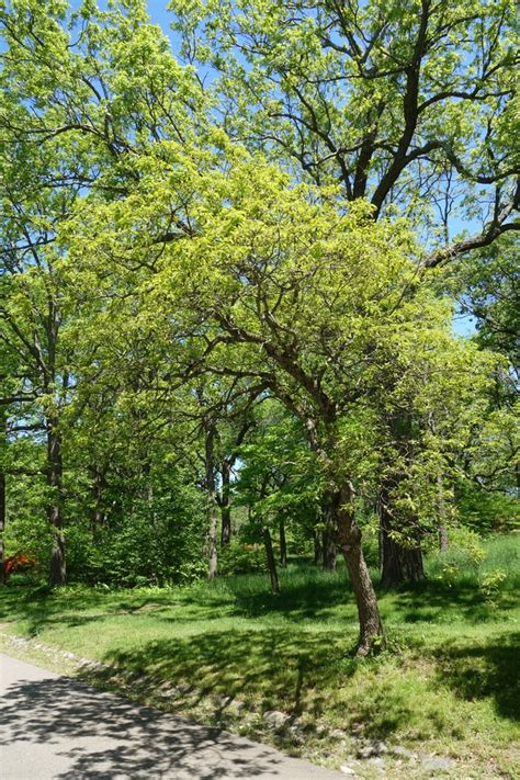 Quercus Prinoides Dwarf Chestnut Oak Dwarf Chinquapin Oak Oaks