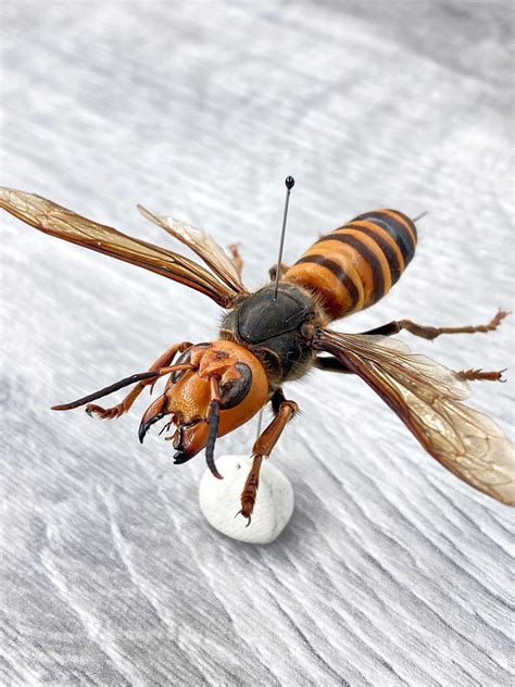 Asian Giant Hornet Murder Hornet Vespa Mandarinia Japonica Grit