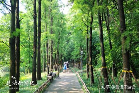 浙江的城中秘境，毗邻网红景点却少有人来，池杉小道成为拍照胜地 知乎