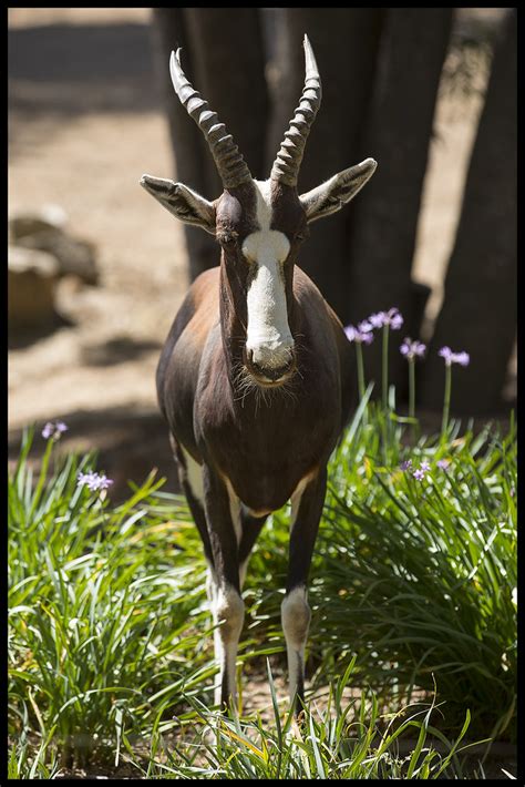 Bontebok Face To Face With A Bontebok At The San Diego Zoo Flickr