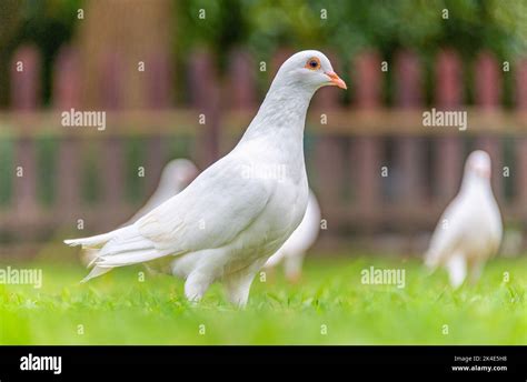 Two Doves Home Hi Res Stock Photography And Images Alamy